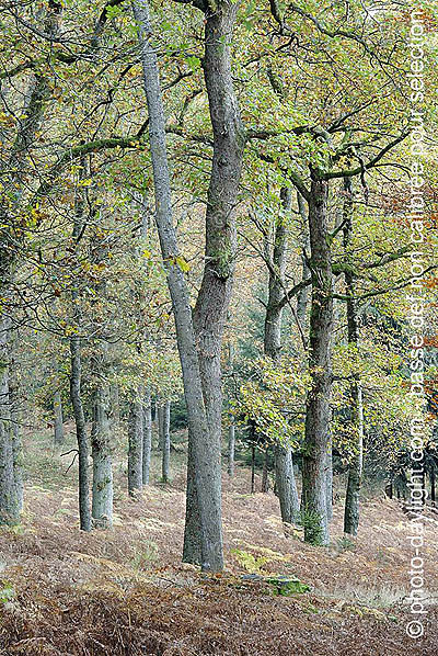 bois en automne